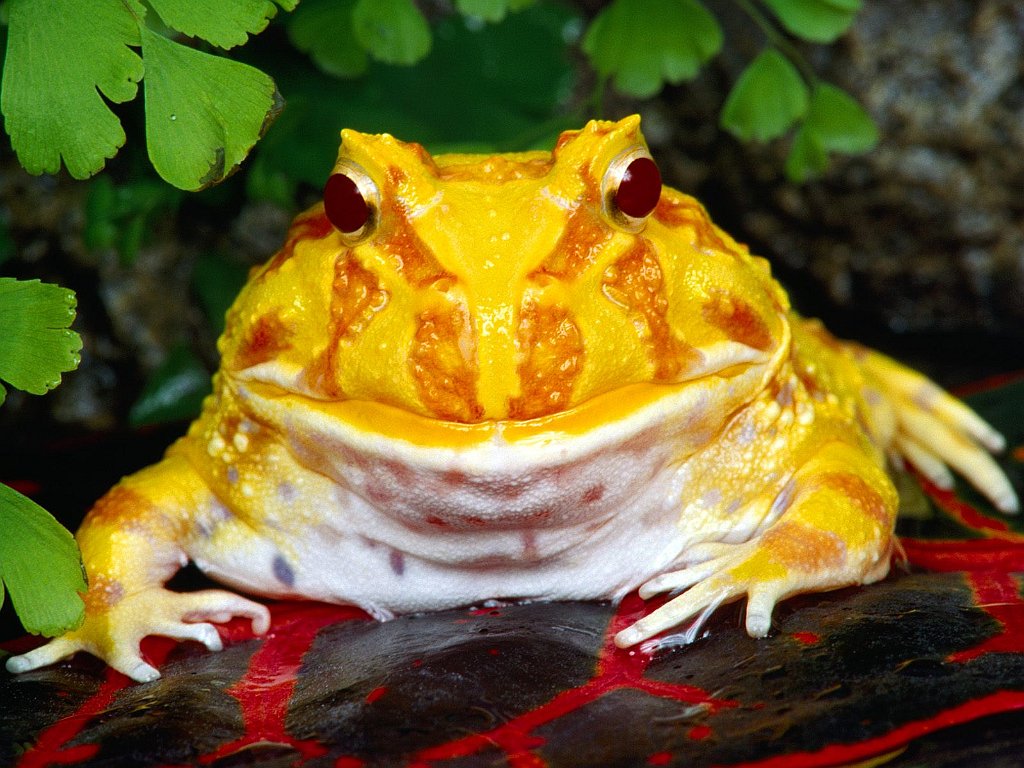 Argentine Horn Frog